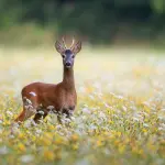 Monitoraggio del capriolo 2026 nel Parco San Bartolo: corso e uscite di osservazione