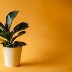 Piante decorative in casa: le specie migliori e come abbinarle