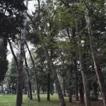 Pesaro, Parco dei Tigli chiuso per sicurezza alberi